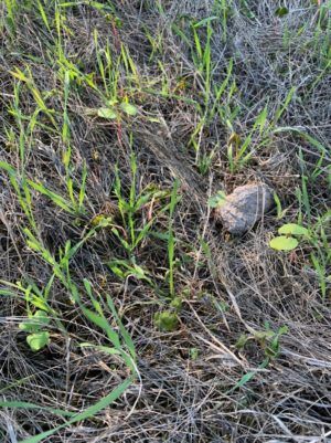 Green plants sprouting in a field of sandy soil