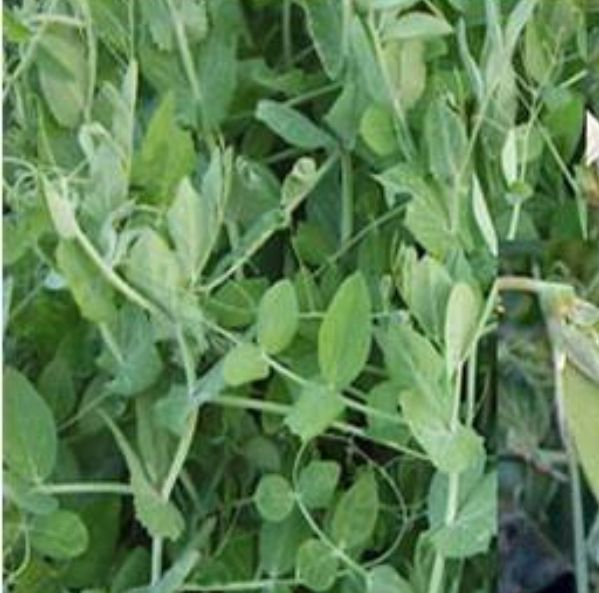 A close up of a plant with lots of green leaves