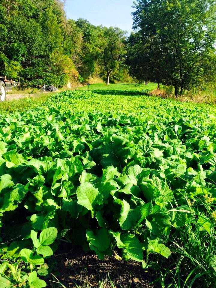 brassica field