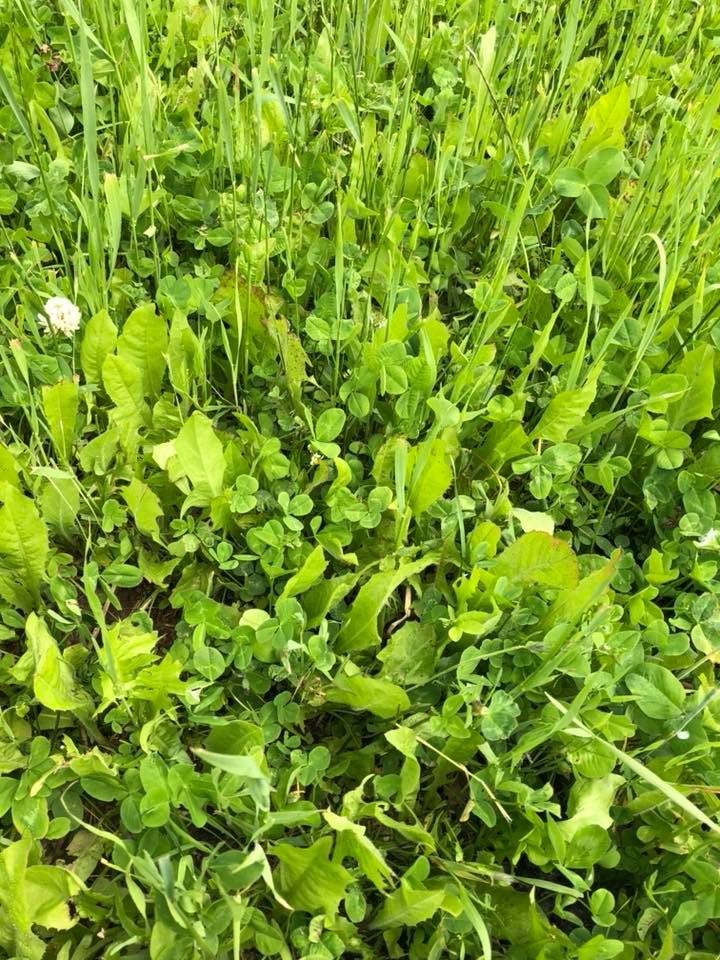 Clover Blend Plus Chicory