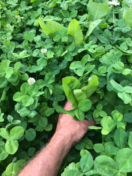 Clover Blend Plus Chicory