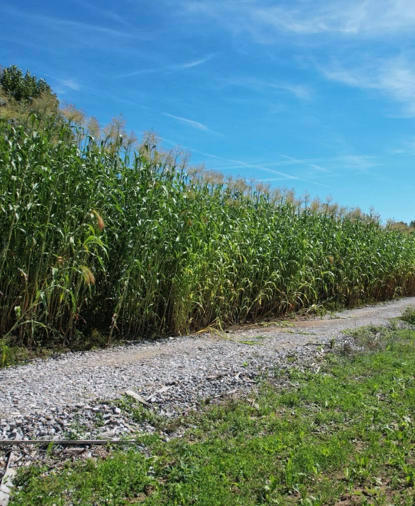 HEAVY DUTY FOOD PLOT SCREEN