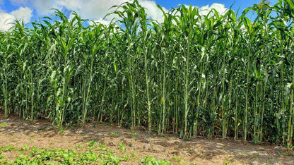 HEAVY DUTY FOOD PLOT SCREEN