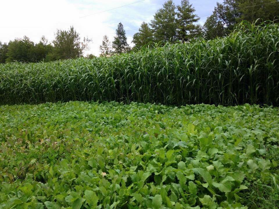 HEAVY DUTY FOOD PLOT SCREEN