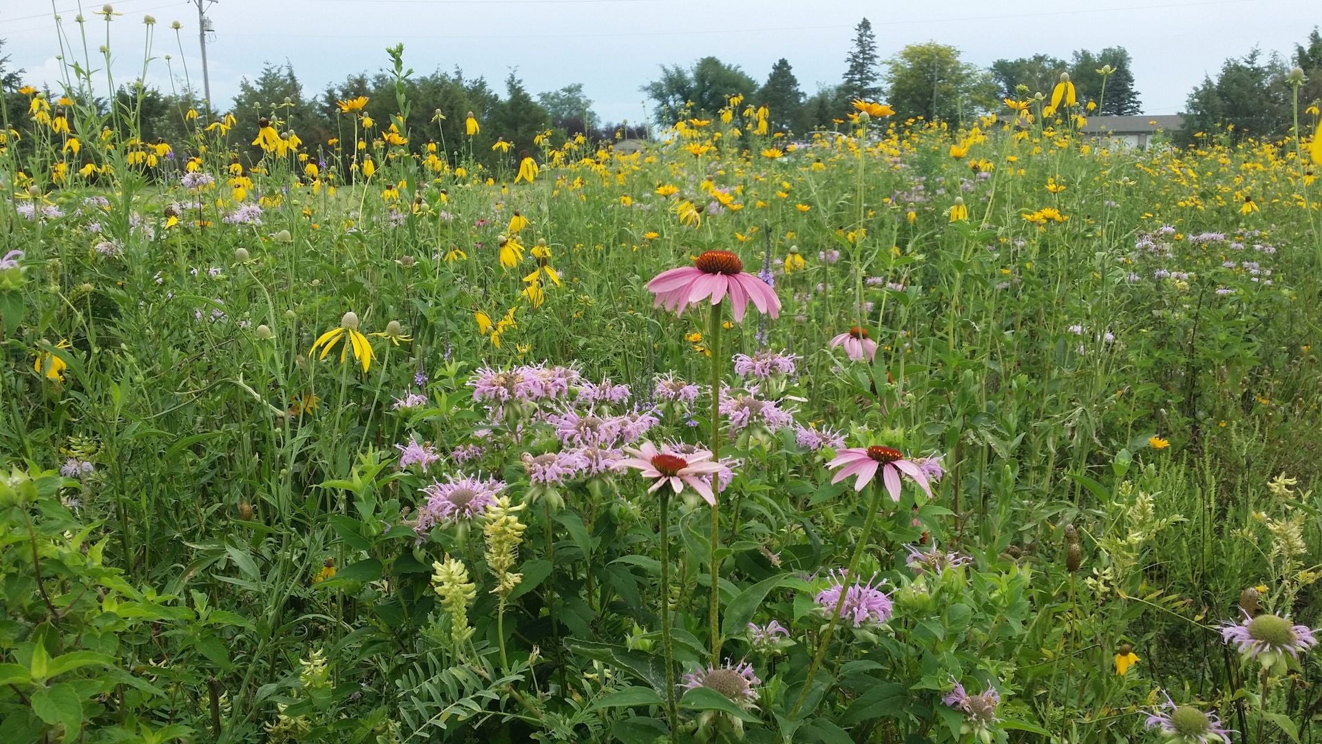 There are many different types of flowers in this field.