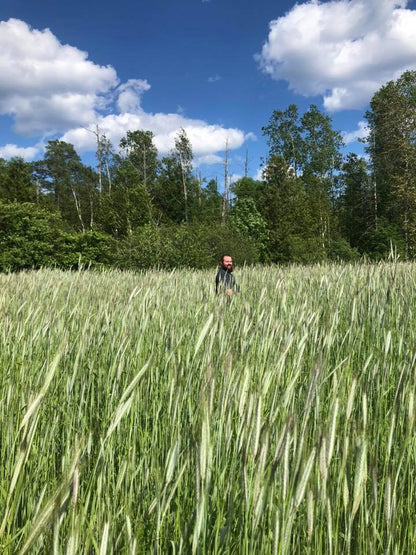 Rye Grain / Cereal Rye