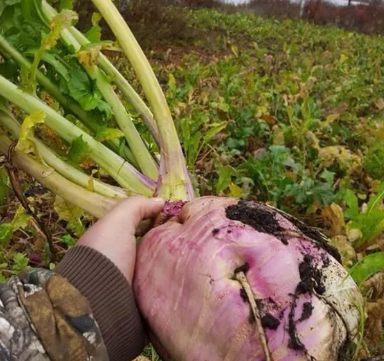 Sweet Feast Brassica Blend