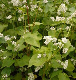 A bunch of plants with white flowers and green leaves