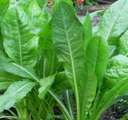 Northwoods Forage Chicory