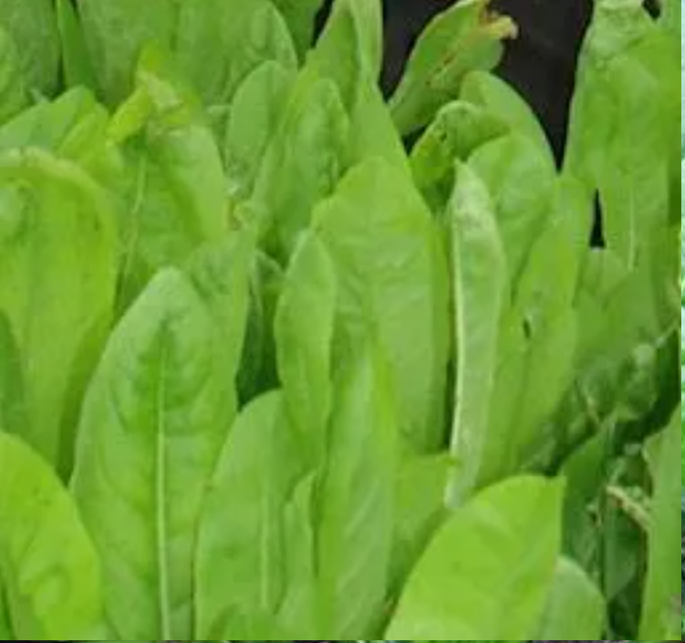 Northwoods Forage Chicory