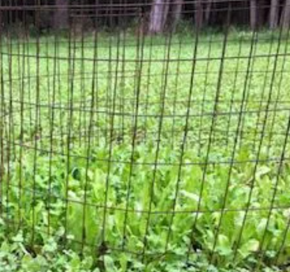 Northwoods Forage Chicory