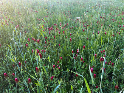 Crimson Clover