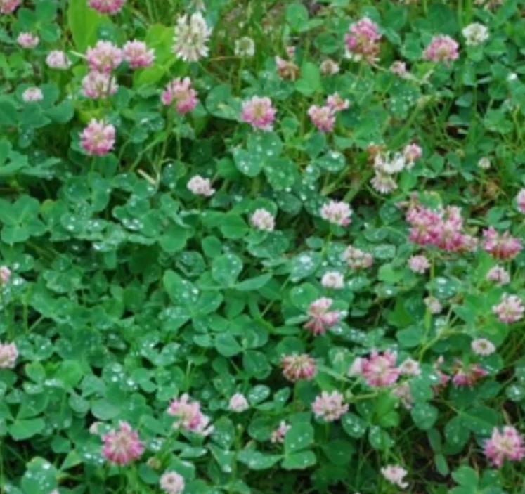 Wet Ground Clover