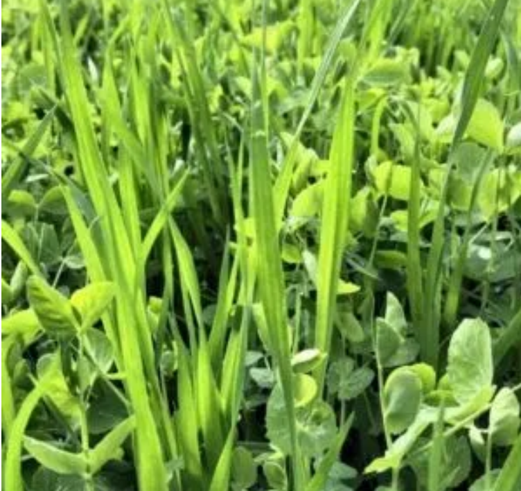 NWS Green Forage Blend