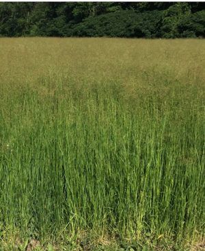 A field of tall grass with trees in the background.