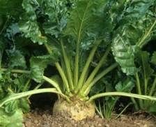 A beetroot is growing in the dirt in a garden.