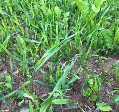 Northwoods Forage Oats