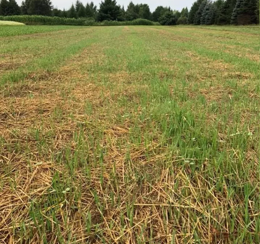 Northwoods Forage Oats