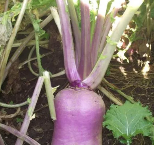 Short Season and Southern States Brassica Blend