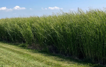 50 POUND BAG: RC CHIPPEWA SWITCHGRASS