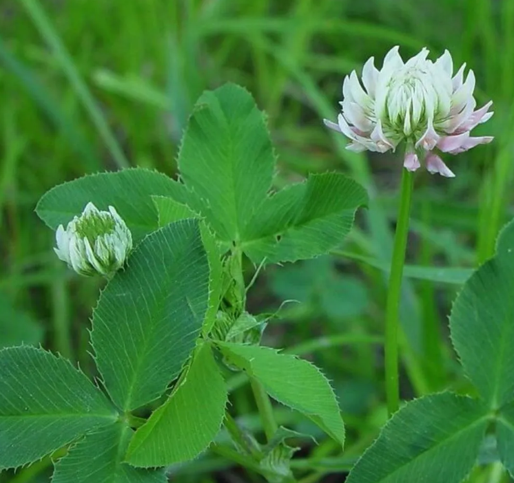 Wet Ground Clover