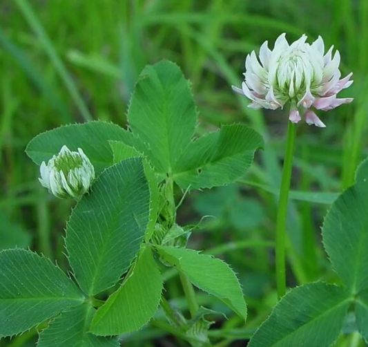 Wet Ground Clover