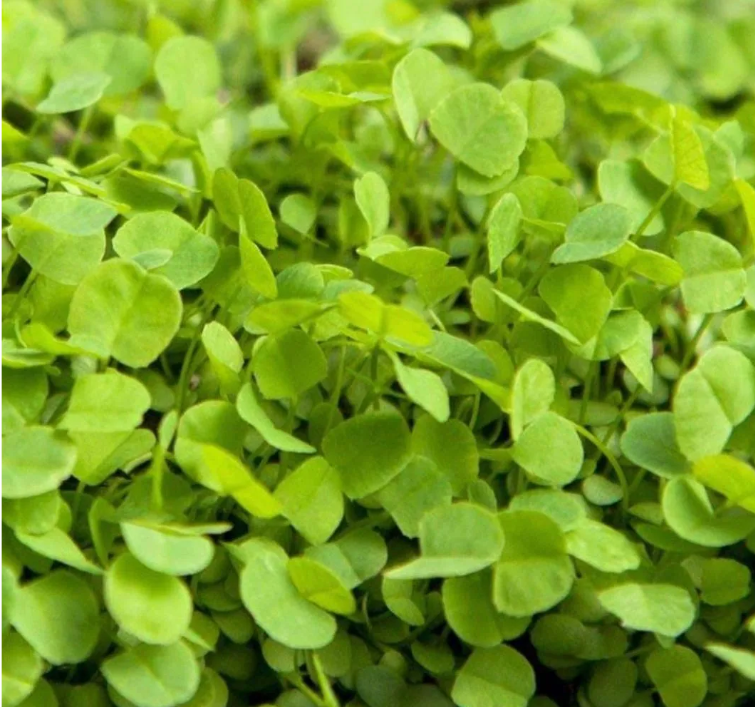 Wet Ground Clover