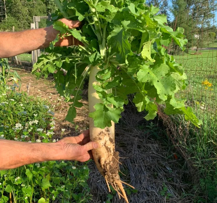 Whitetail Forage Radish