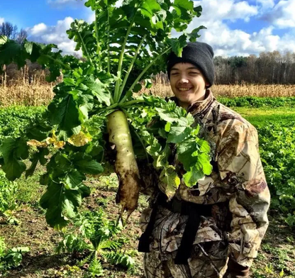 Whitetail Forage Radish