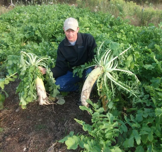 Whitetail Forage Radish